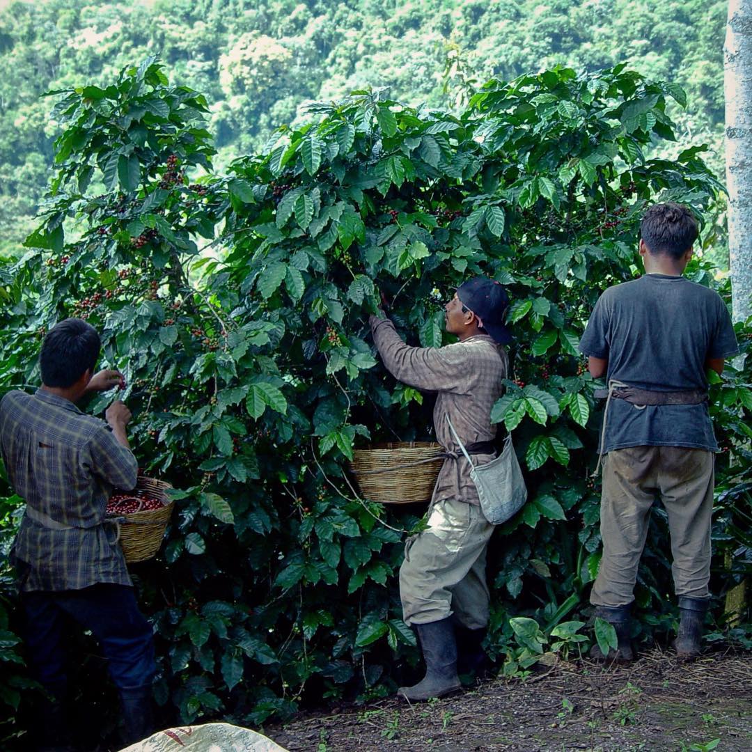 guatemala - finca san jerónimo miramar