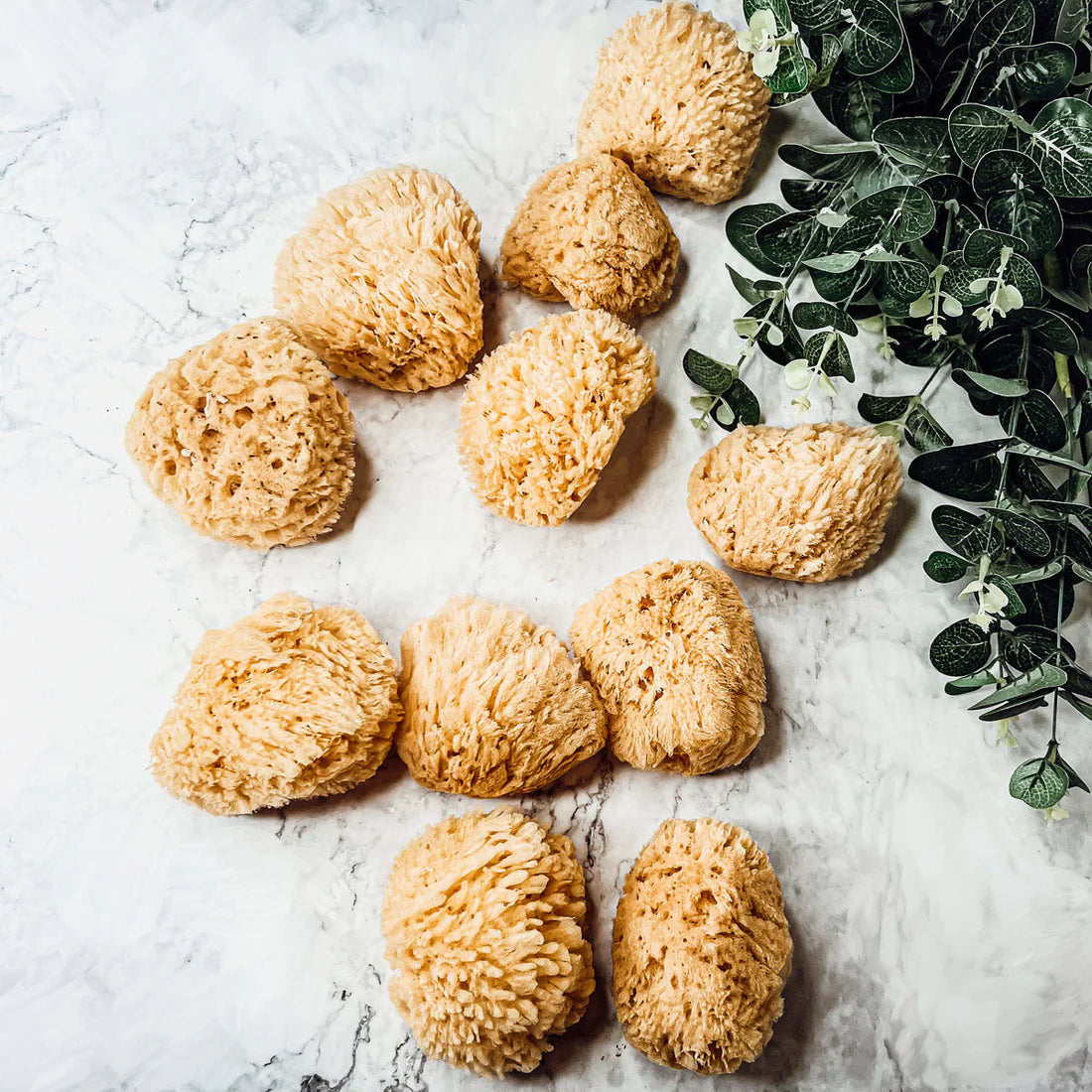 Dead Sea Sponge Set of 3 Dropseed